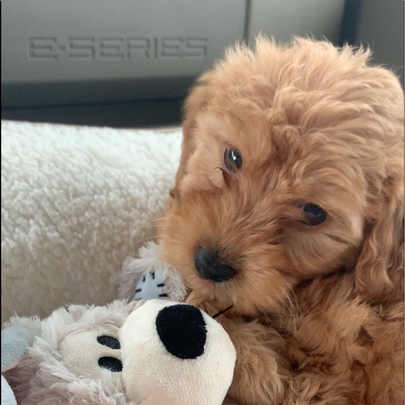 Meet your Posher, Megan - Picture 1 of 1